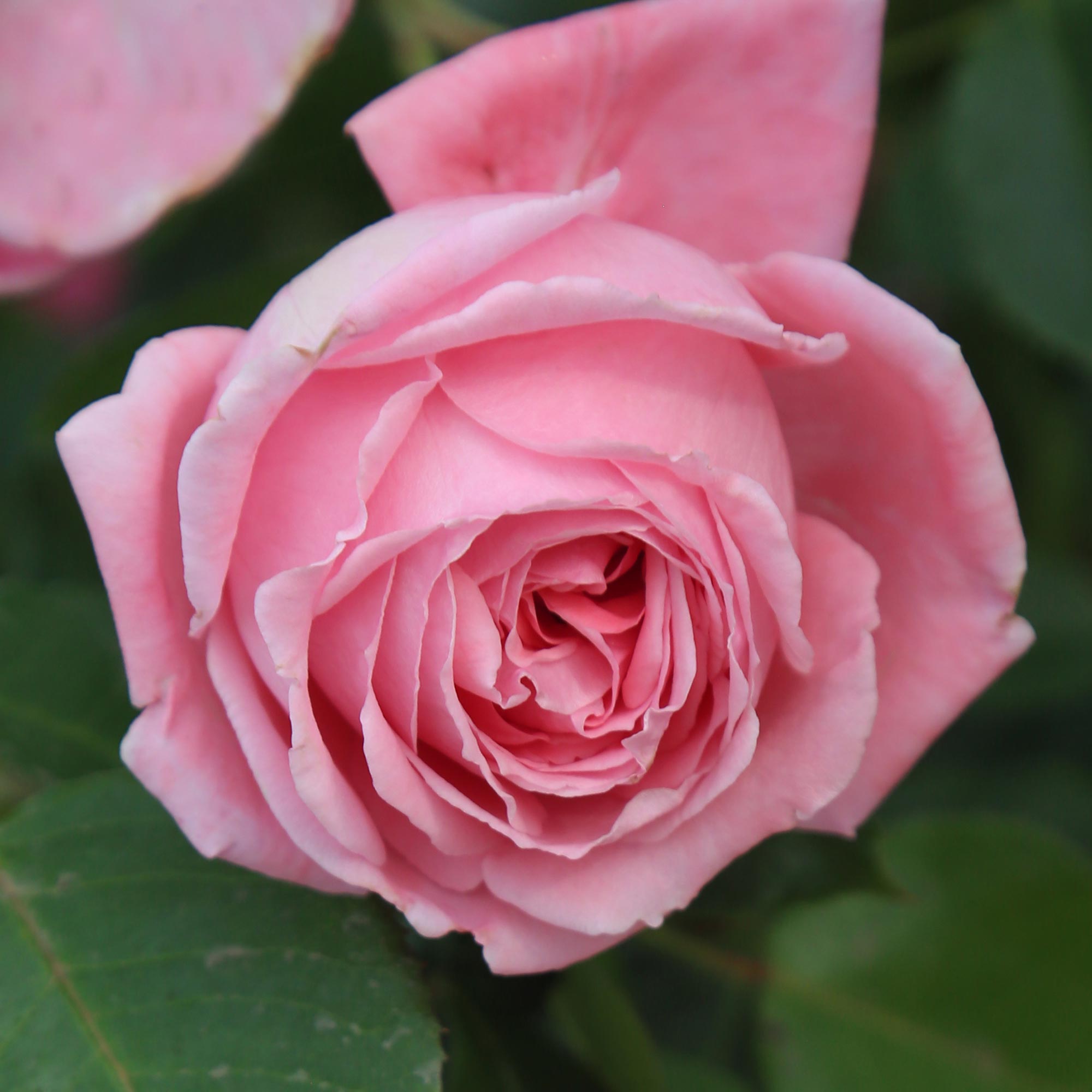 Coral Dawn®