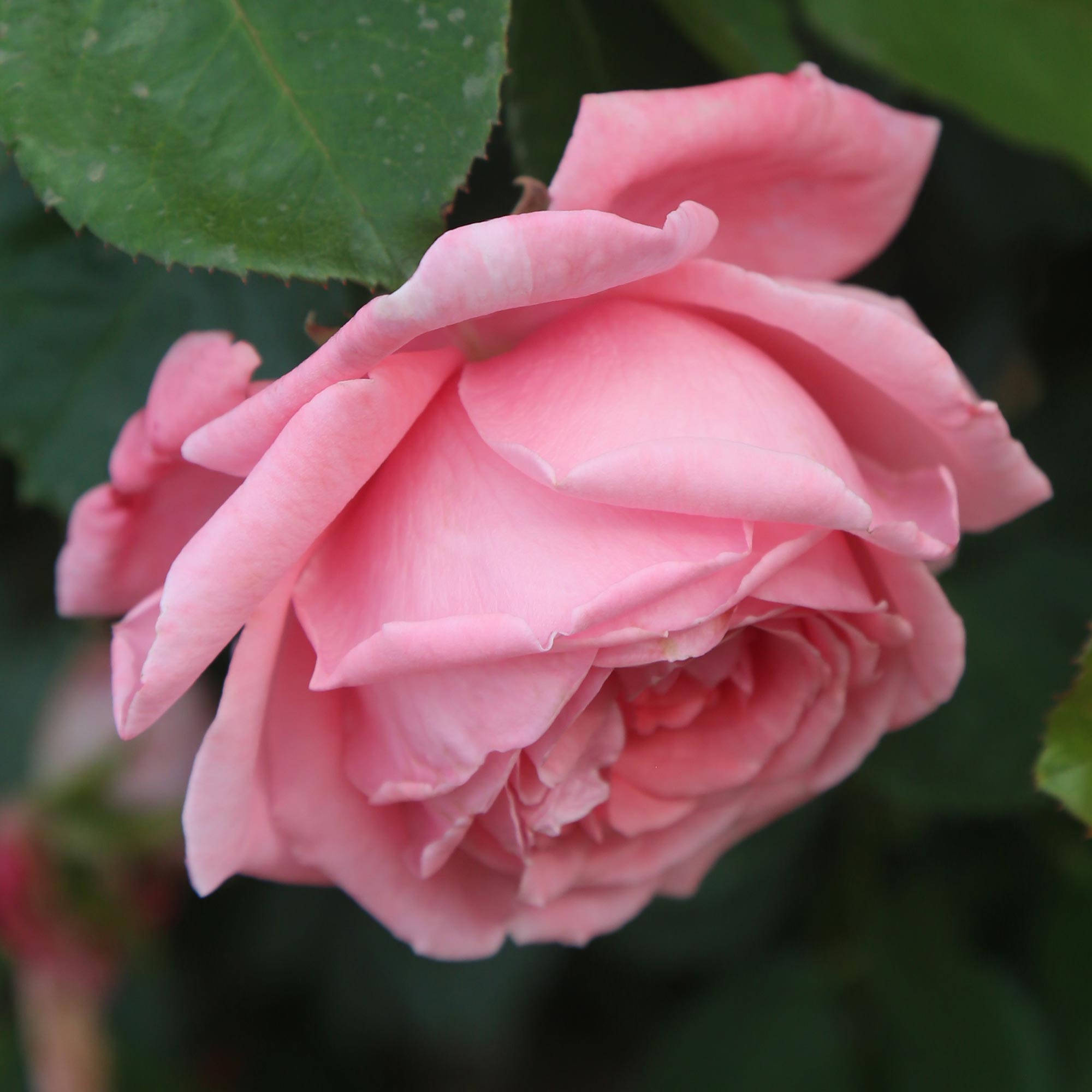 Coral Dawn®