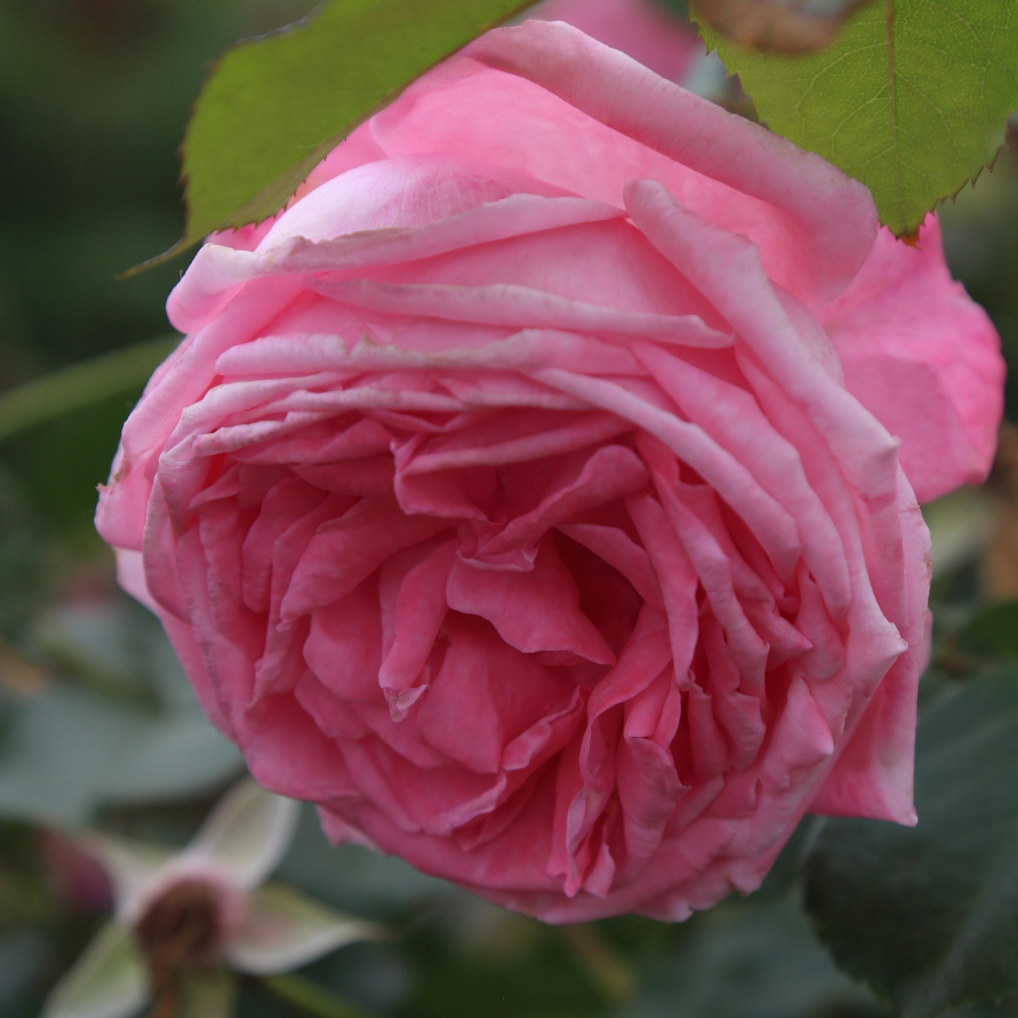 Coral Dawn®
