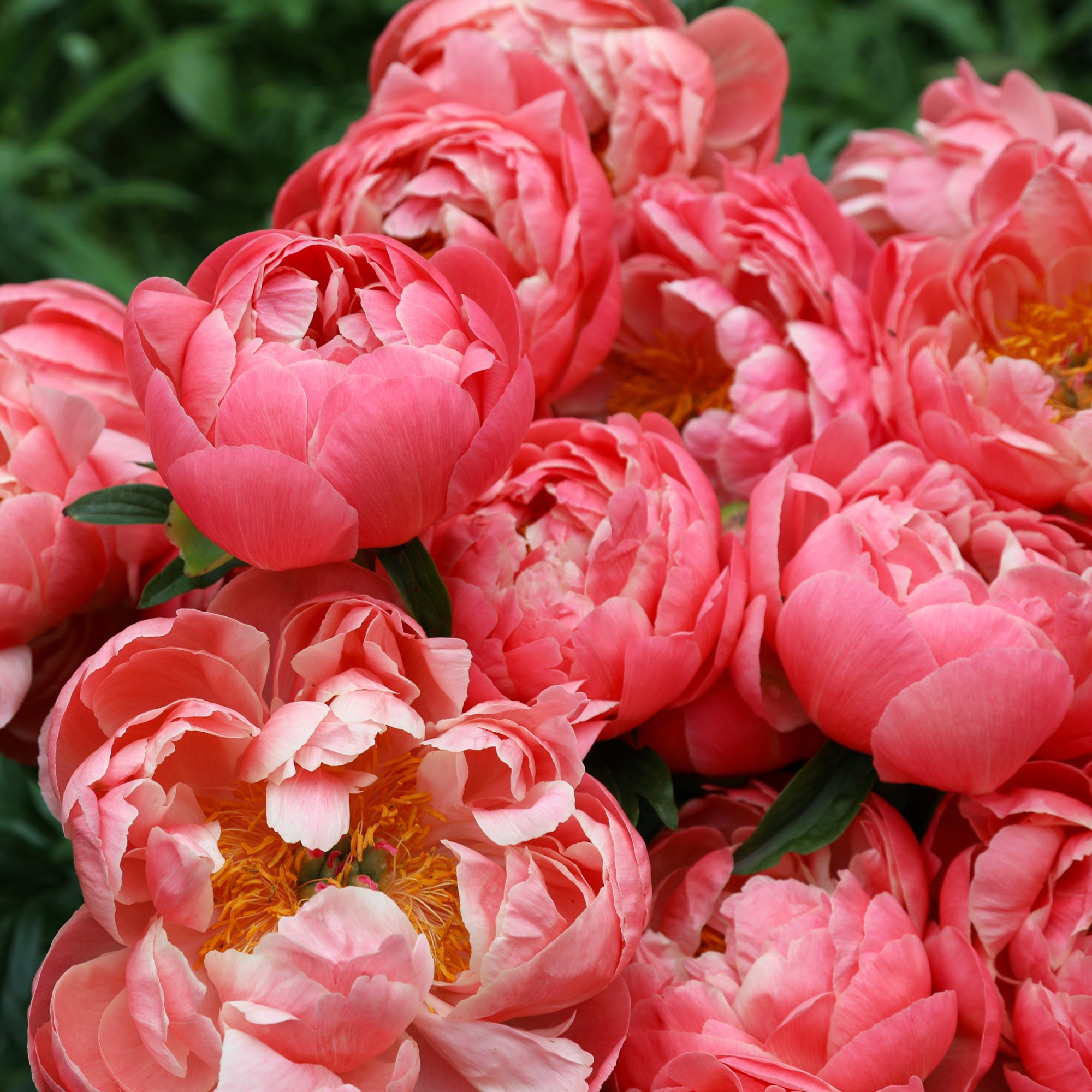 Coral Charm