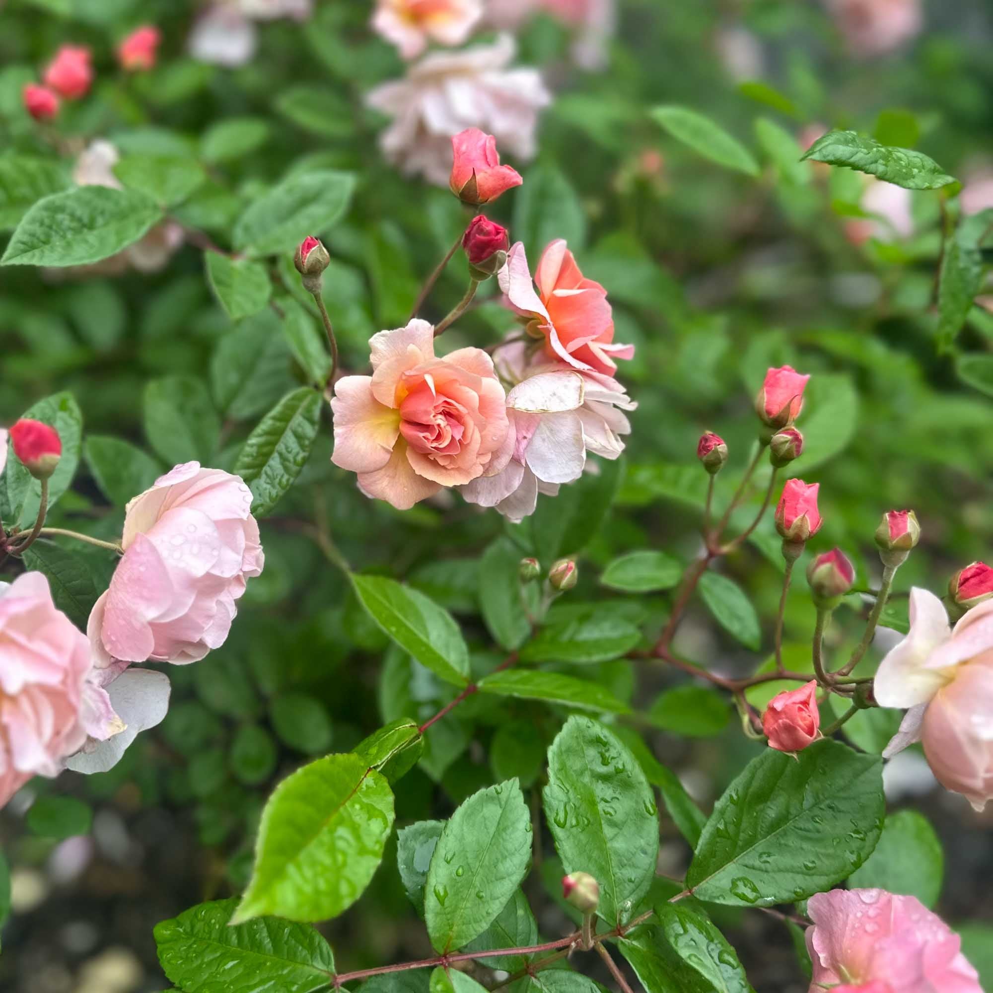 Cornelia Hybrid Musk Rose | Fragrant Rose Bush – Heirloom