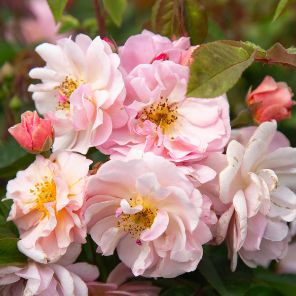 Cornelia Hybrid Musk Rose | Fragrant Rose Bush – Heirloom