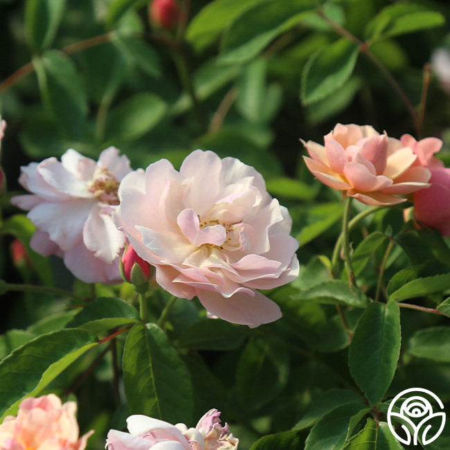 Cornelia Rose - Hybrid Musk - Very Fragrant – Heirloom Roses
