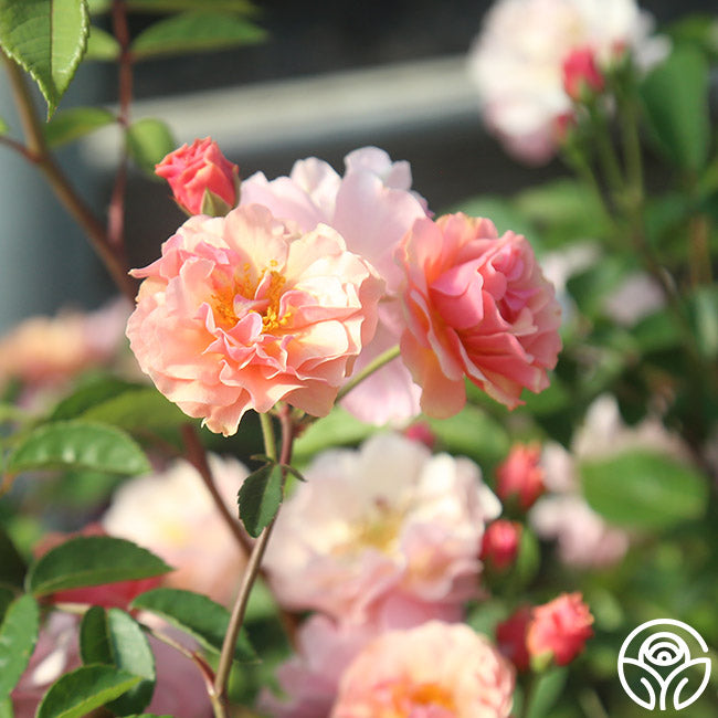Cornelia Rose - Hybrid Musk - Very Fragrant – Heirloom Roses