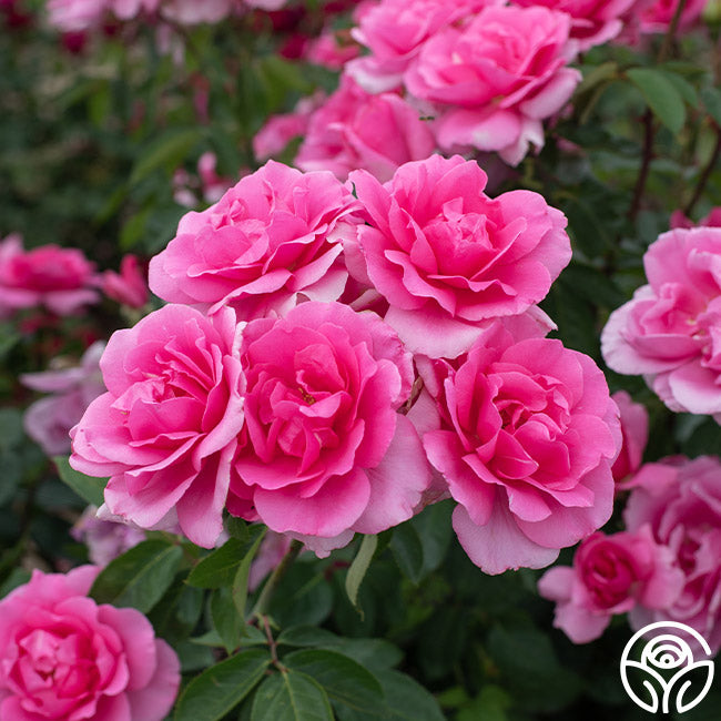 Gone Country Roses Country Dancer Rose - Hardy - Very Fragrant – Heirloom Roses