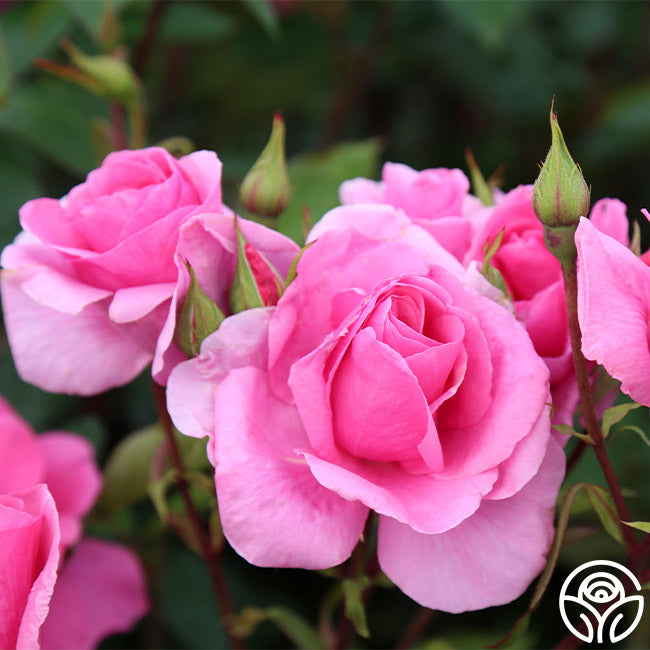Country Song Roses Country Dancer Rose - Hardy - Very Fragrant – Heirloom Roses