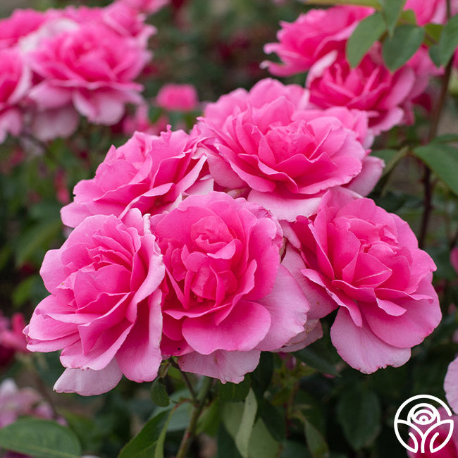 Country Dancer Hardy Rose | Fragrant Rose Plant – Heirloom Roses