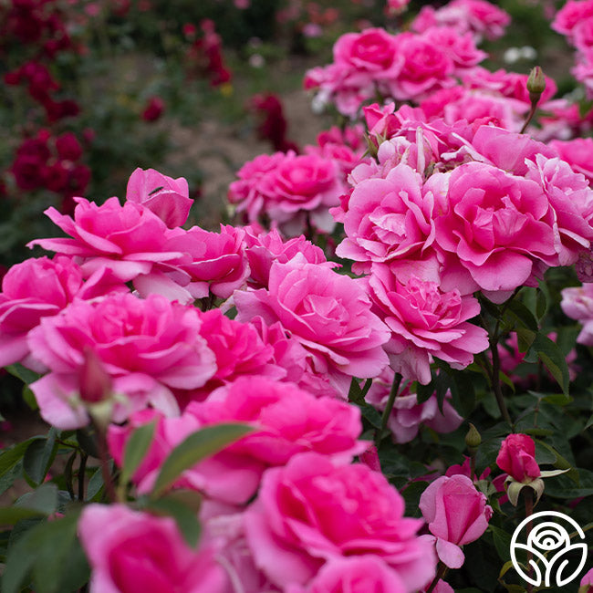 Country Song Roses Country Dancer Rose - Hardy - Very Fragrant – Heirloom Roses