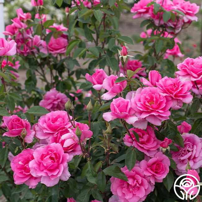 Country Song Roses Country Dancer Rose - Hardy - Very Fragrant – Heirloom Roses