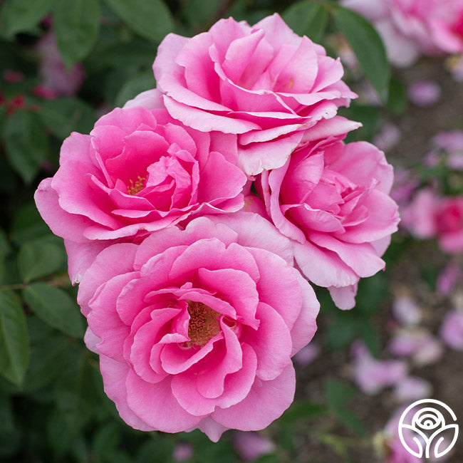 Country Song Roses Country Dancer Rose - Hardy - Very Fragrant – Heirloom Roses