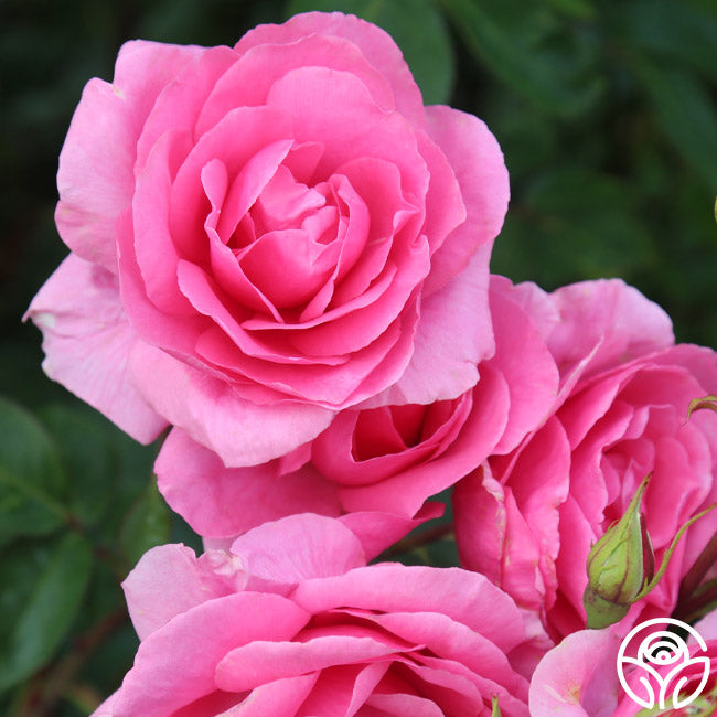 Country Song Roses Country Dancer Rose - Hardy - Very Fragrant – Heirloom Roses