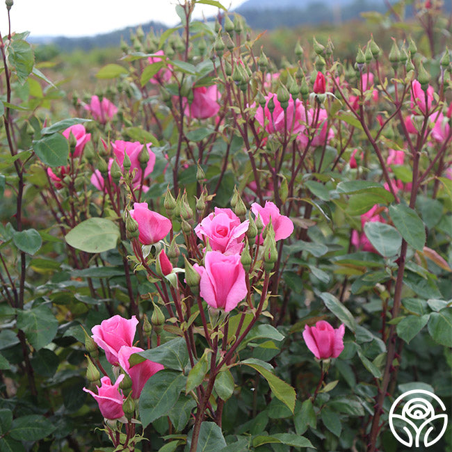Country Roses Vs Regular Roses Country Dancer Rose - Hardy - Very Fragrant – Heirloom Roses