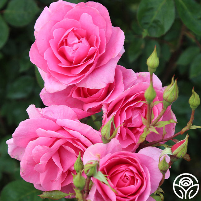 Country Song Roses Country Dancer Rose - Hardy - Very Fragrant – Heirloom Roses
