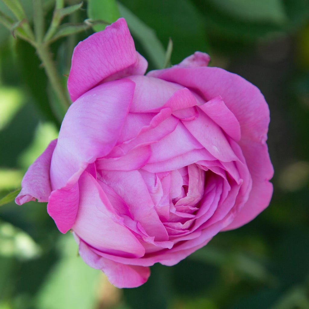 Coupe D' Hebe