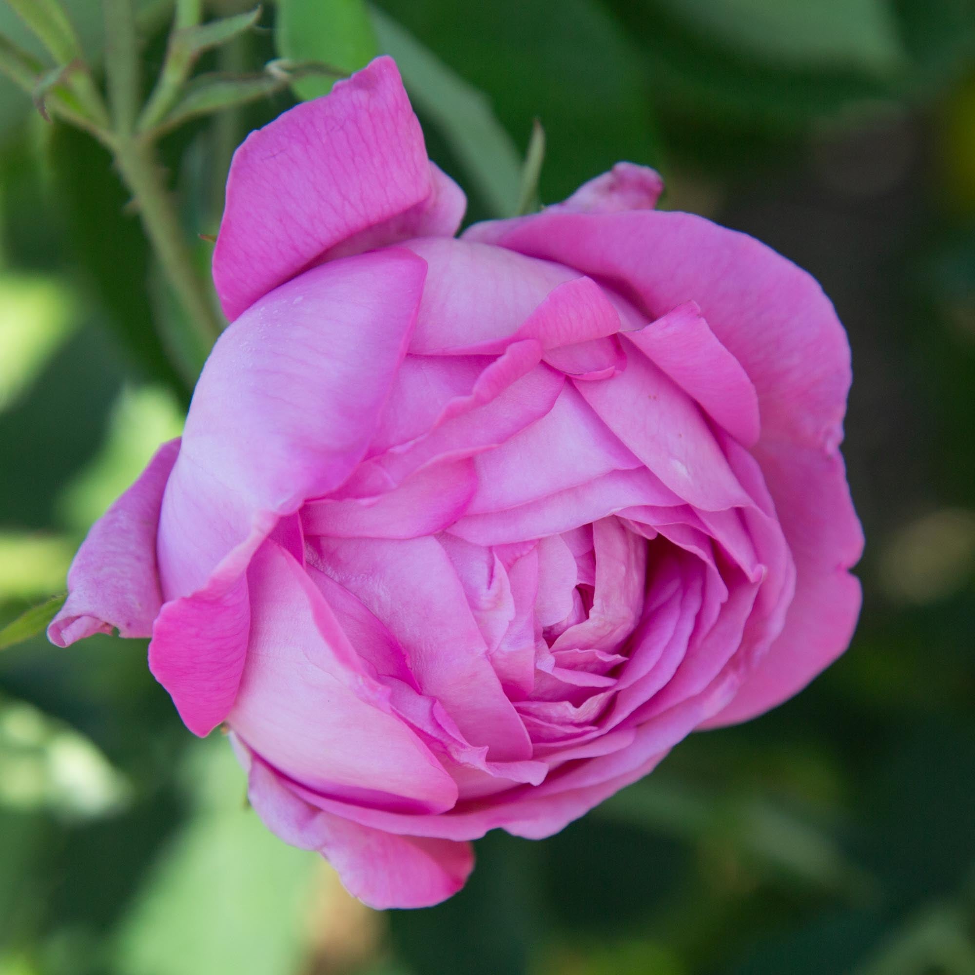 Coupe D' Hebe