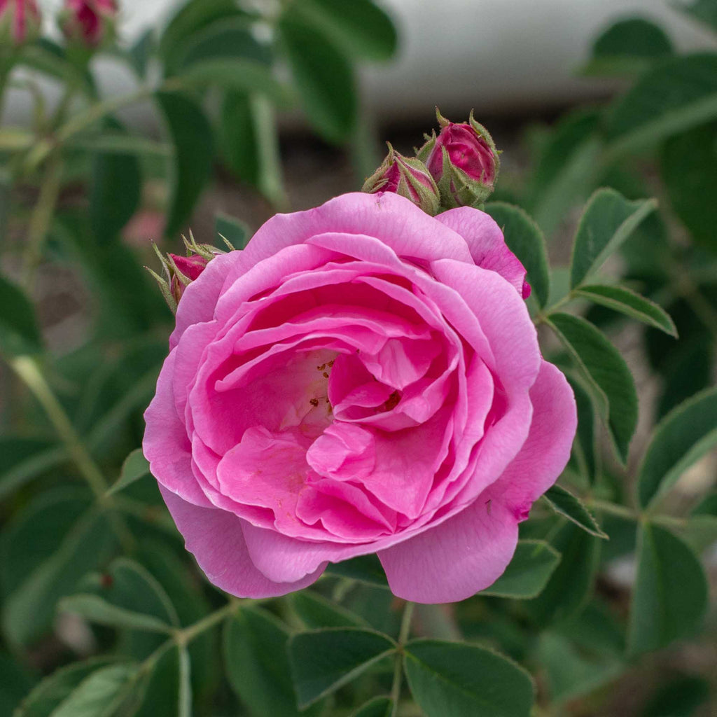 Coupe D' Hebe