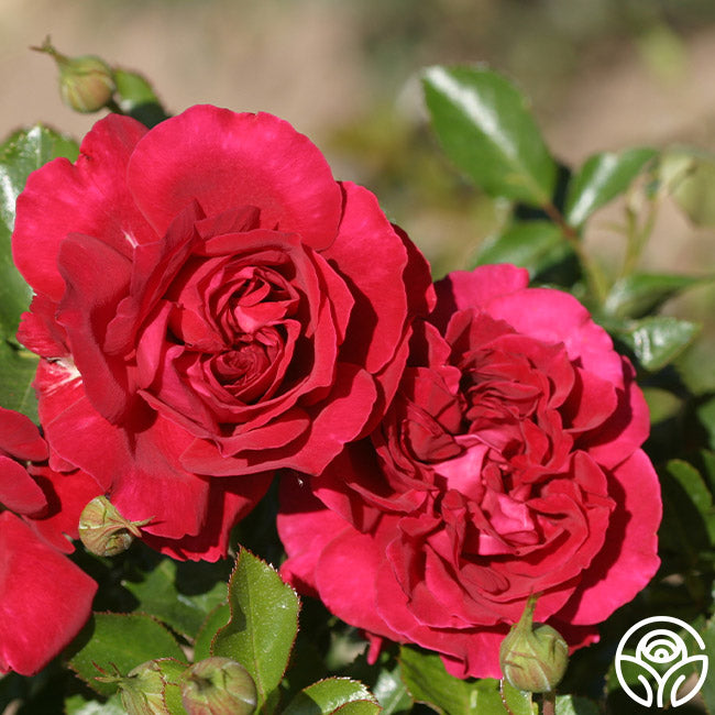 English Roses Collection – Heirloom