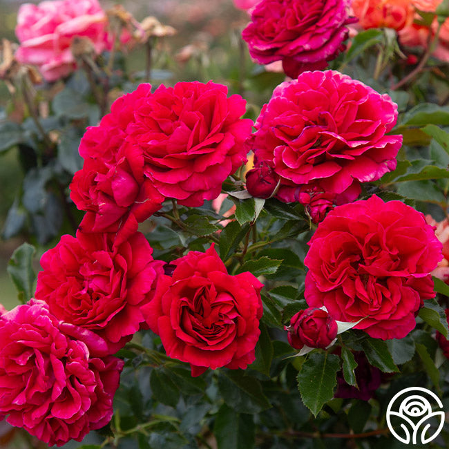 Courageous Rose - English Legend - Very Fragrant – Heirloom Roses