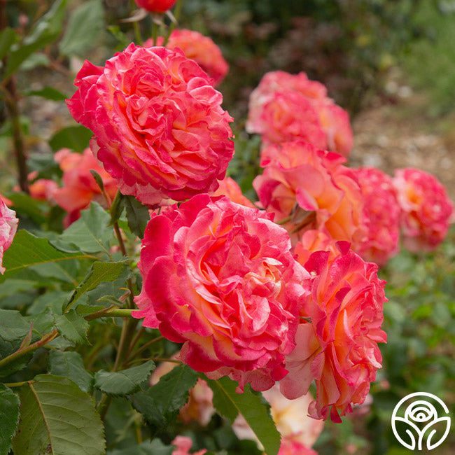 Heirloom Roses 15" Orange Crazy Love Rose Live Plants in Pot Heirloom Roses 15" Orange Crazy Love Rose Live Plants in Pot