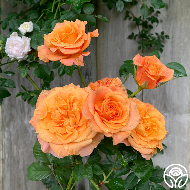 Sunbelt Crazy Love Grandiflora Rose | Orange Rose Plant – Heirloom