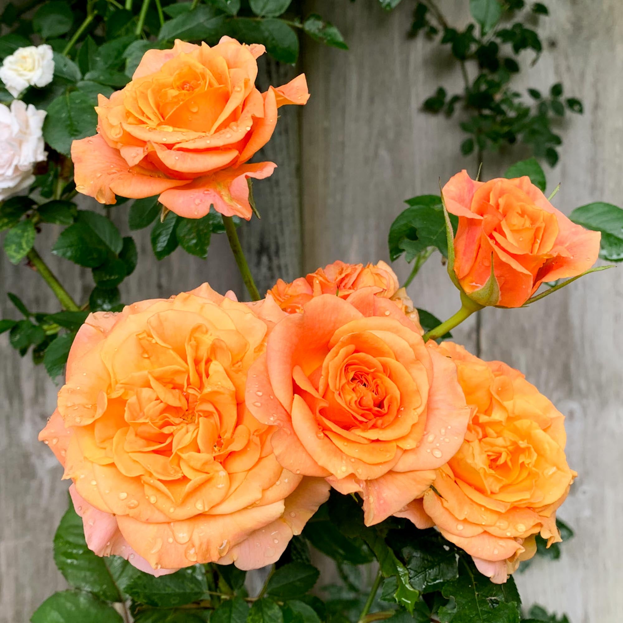 Sunbelt Crazy Love Grandiflora Rose | Orange Rose Plant – Heirloom