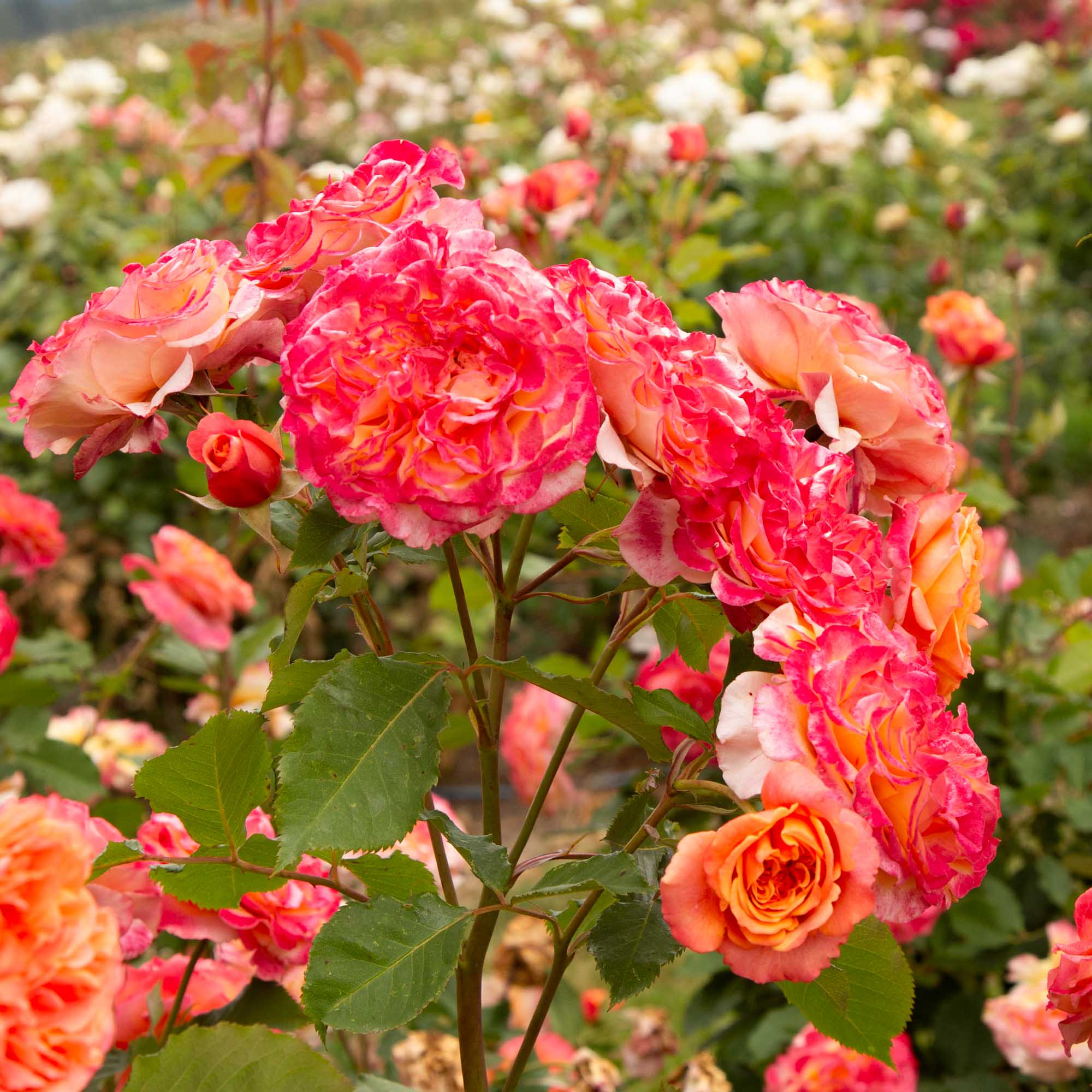 Sunbelt Crazy Love Grandiflora Rose | Orange Rose Plant – Heirloom