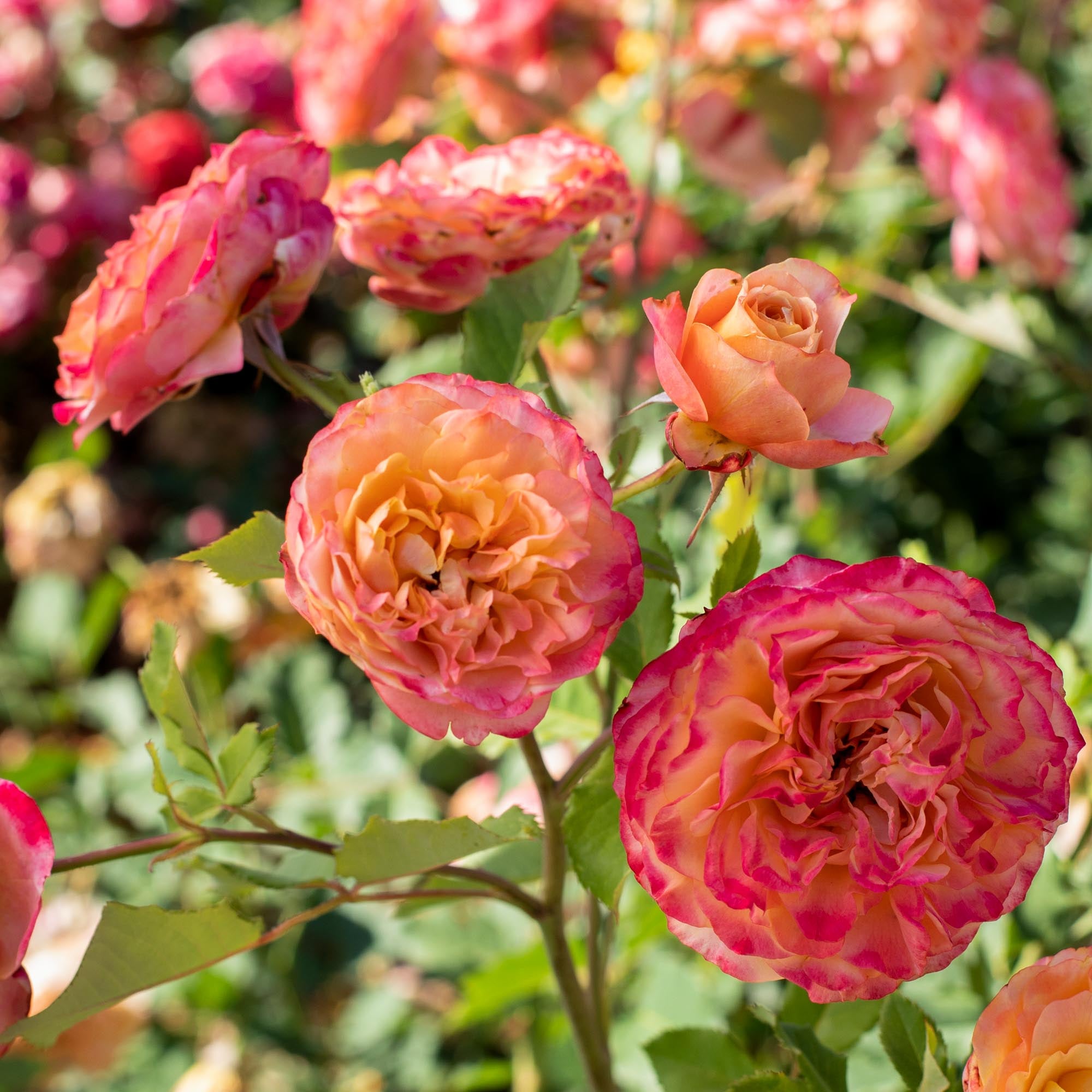 Sunbelt Crazy Love Grandiflora Rose | Orange Rose Plant – Heirloom