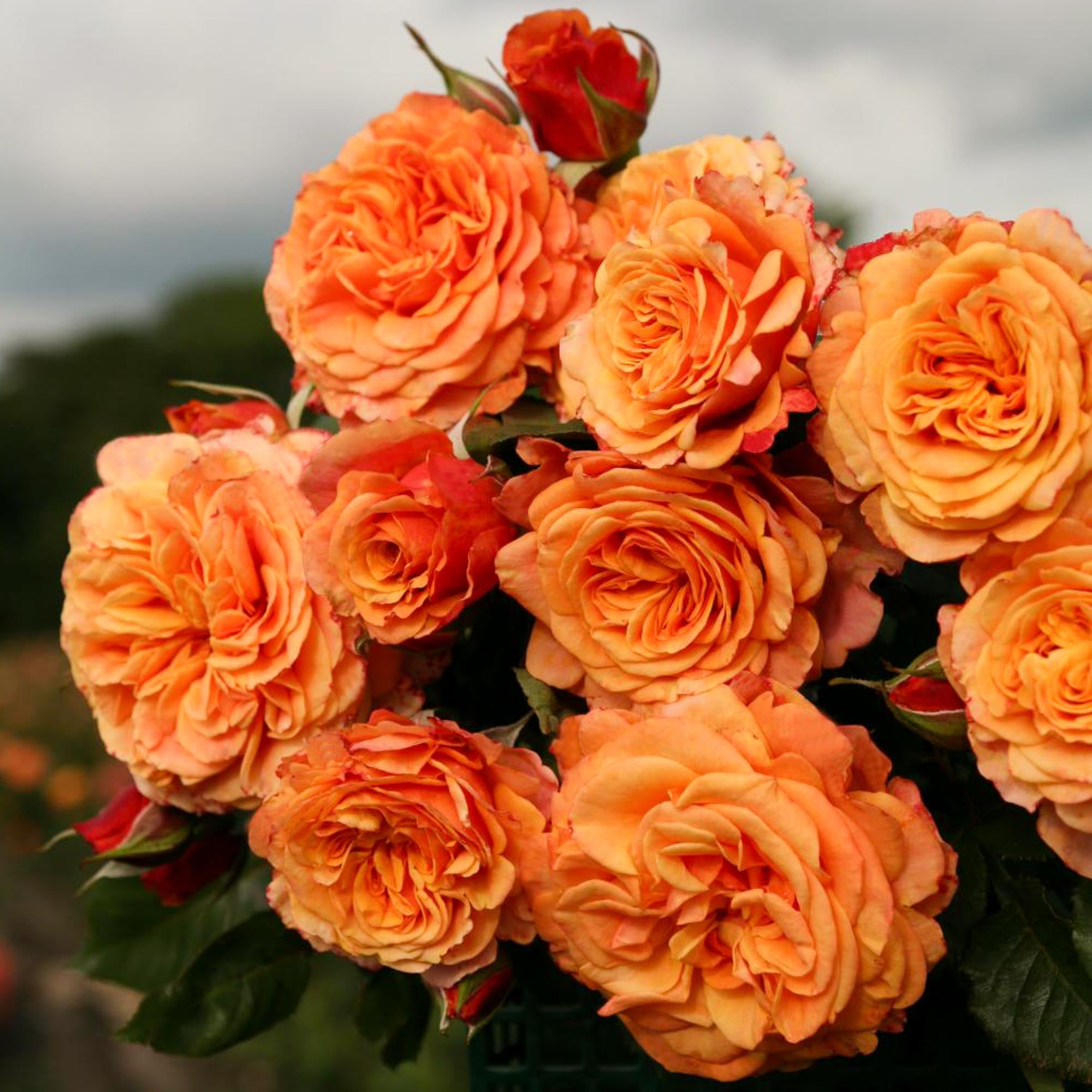 Rose Sunbelt Crazy Love Grandiflora Rose | Orange Rose Plant – Heirloom