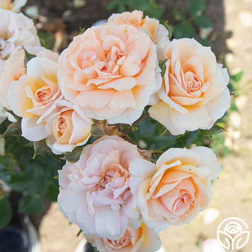 Veranda Cream Floribunda Rose