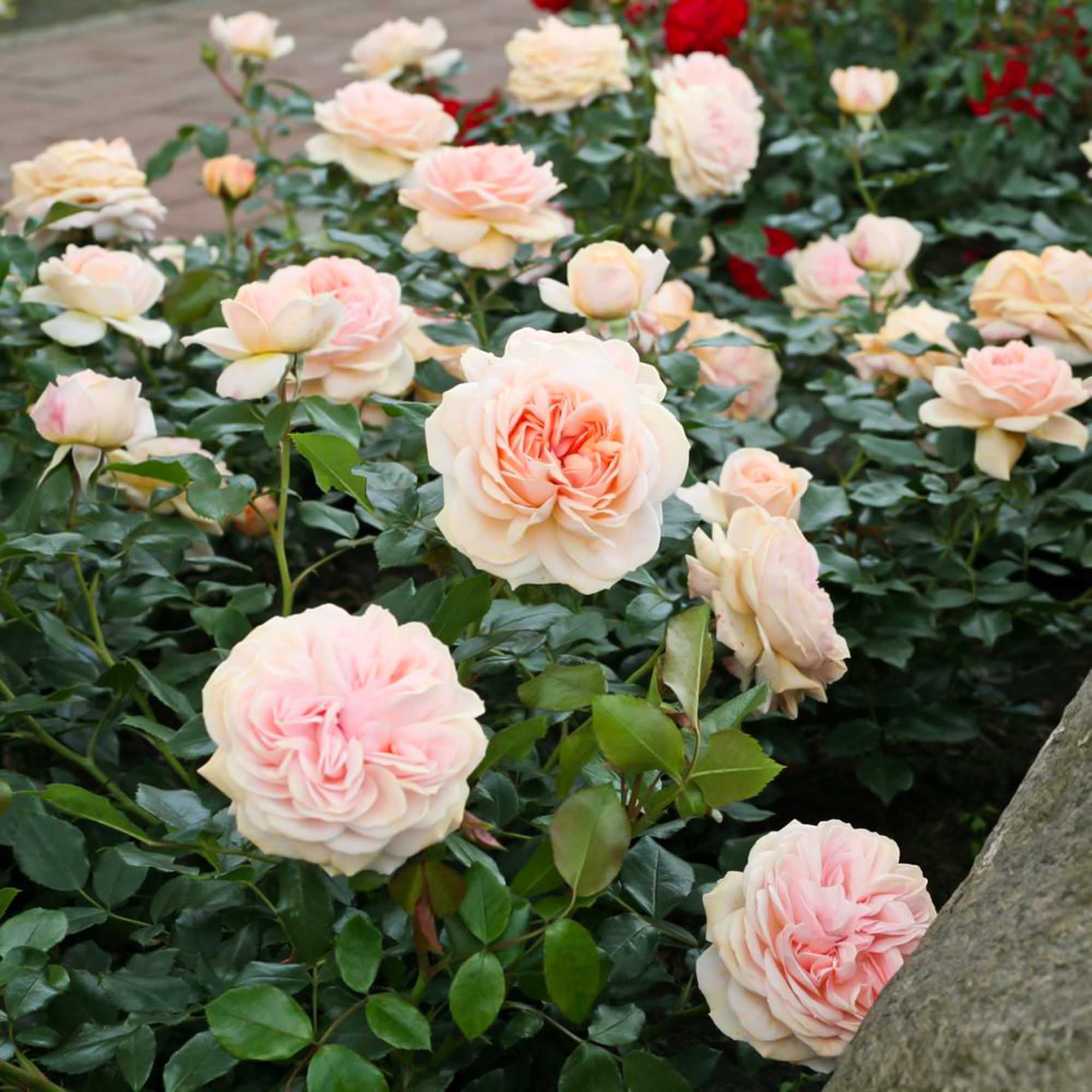Veranda® Cream