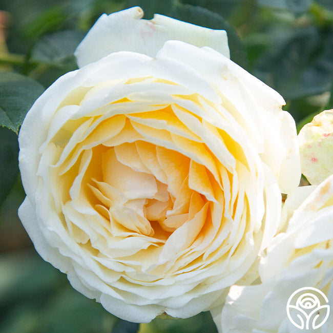 Creme de la Creme Climbing Rose | White Rose Bush – Heirloom