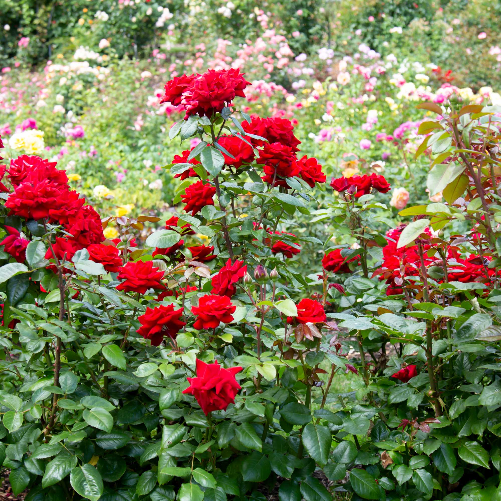Crimson Bouquet™