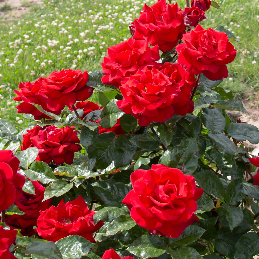 Crimson Bouquet™