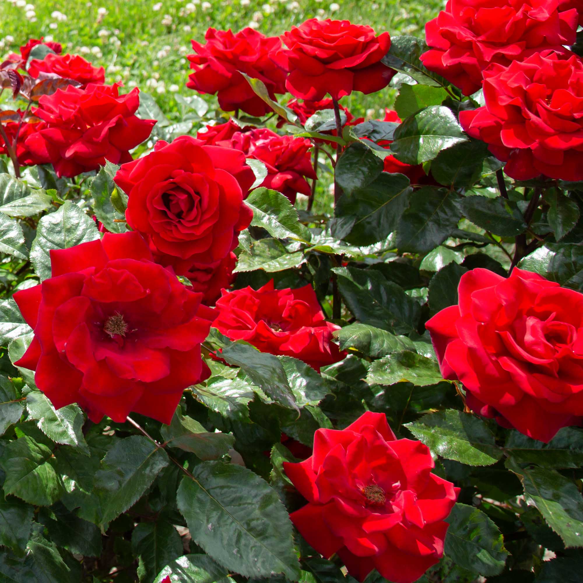 Crimson Bouquet™
