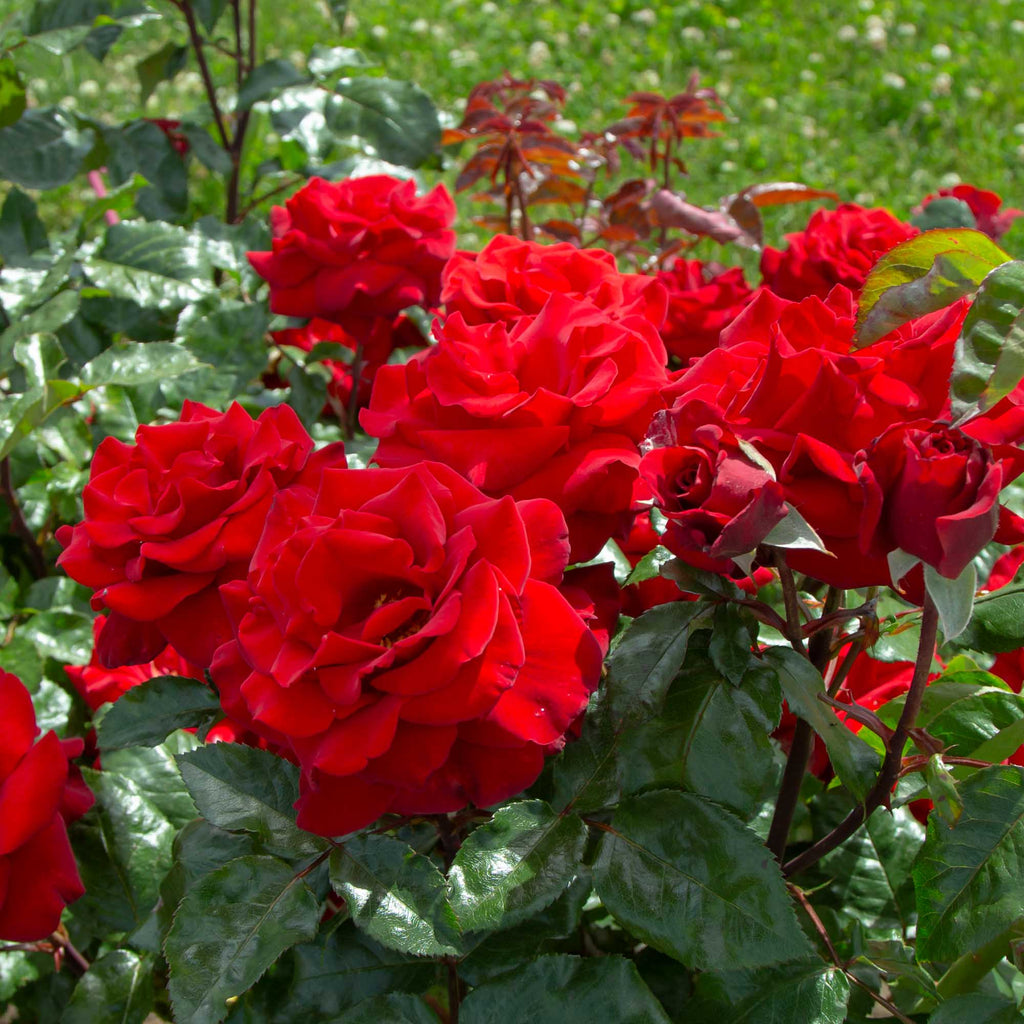 Crimson Bouquet™