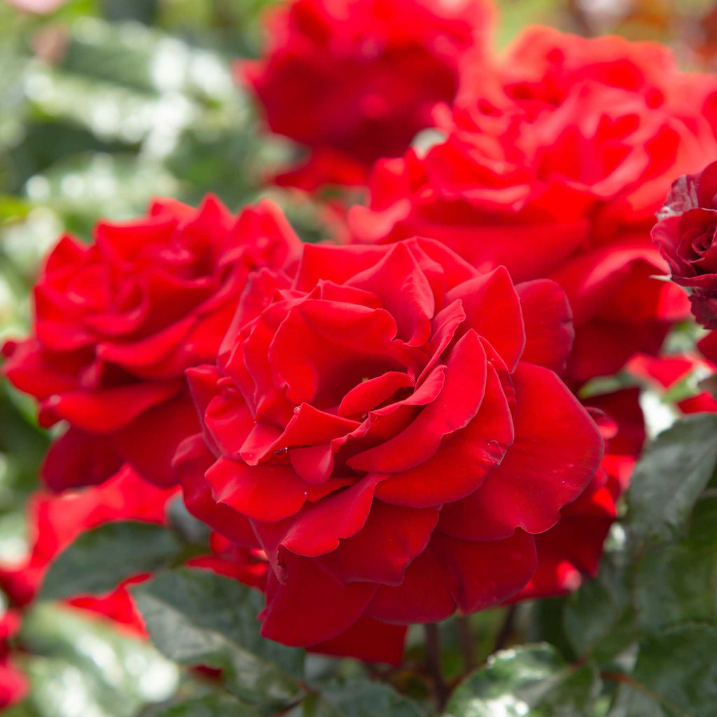 Crimson Bouquet™