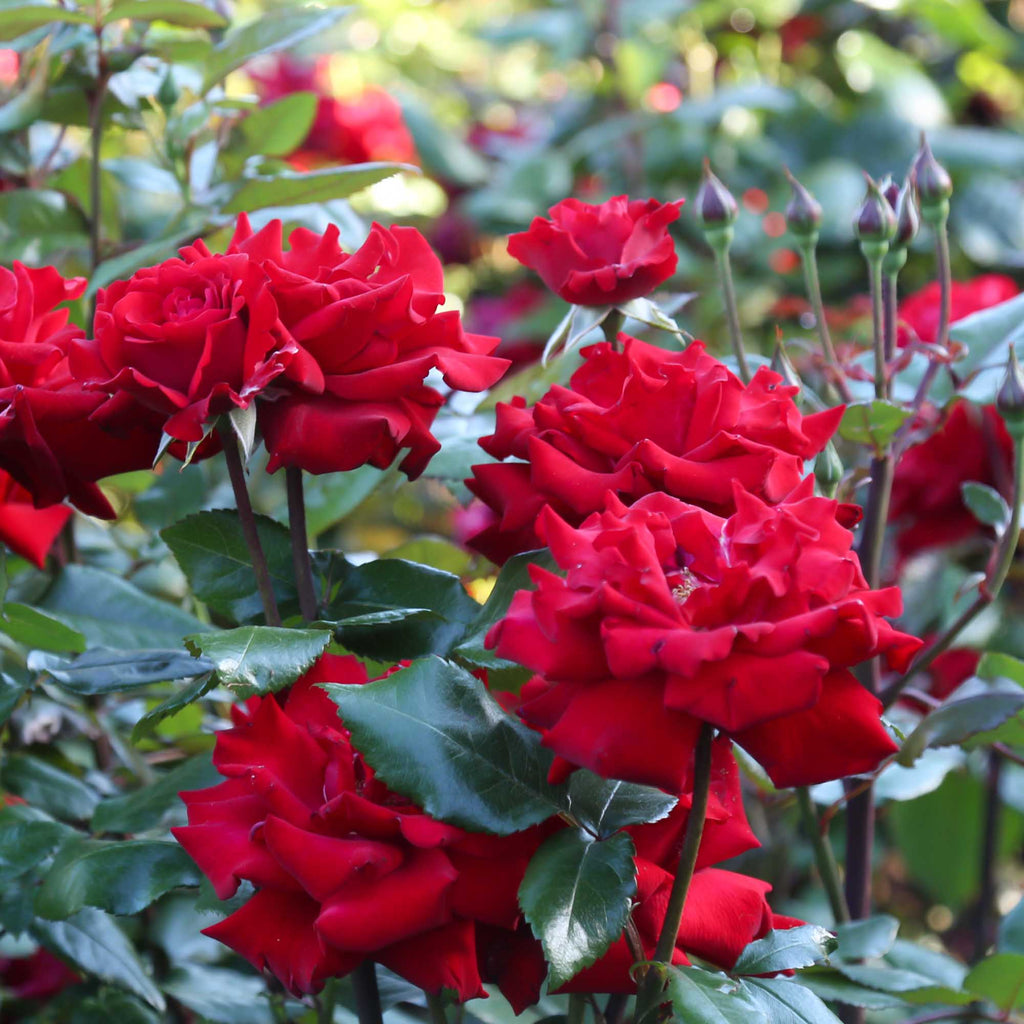 Crimson Bouquet™