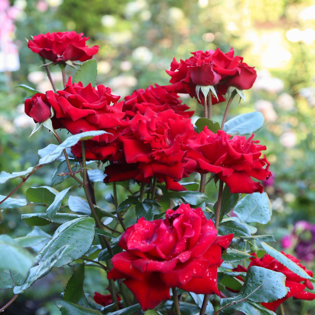 Crimson Bouquet™