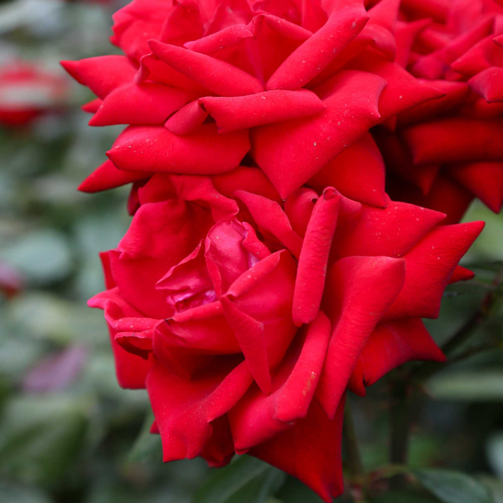 Crimson Bouquet™