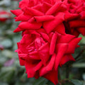 Crimson Bouquet™