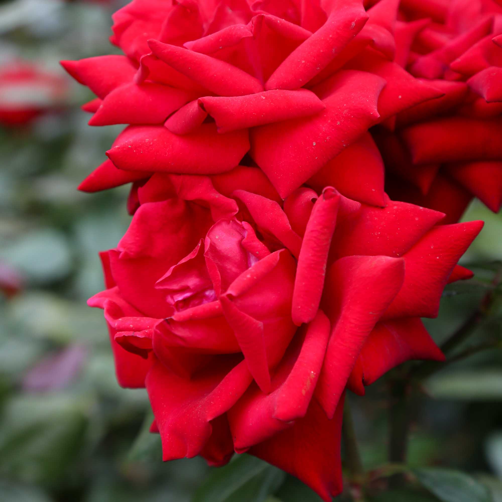 Crimson Bouquet™
