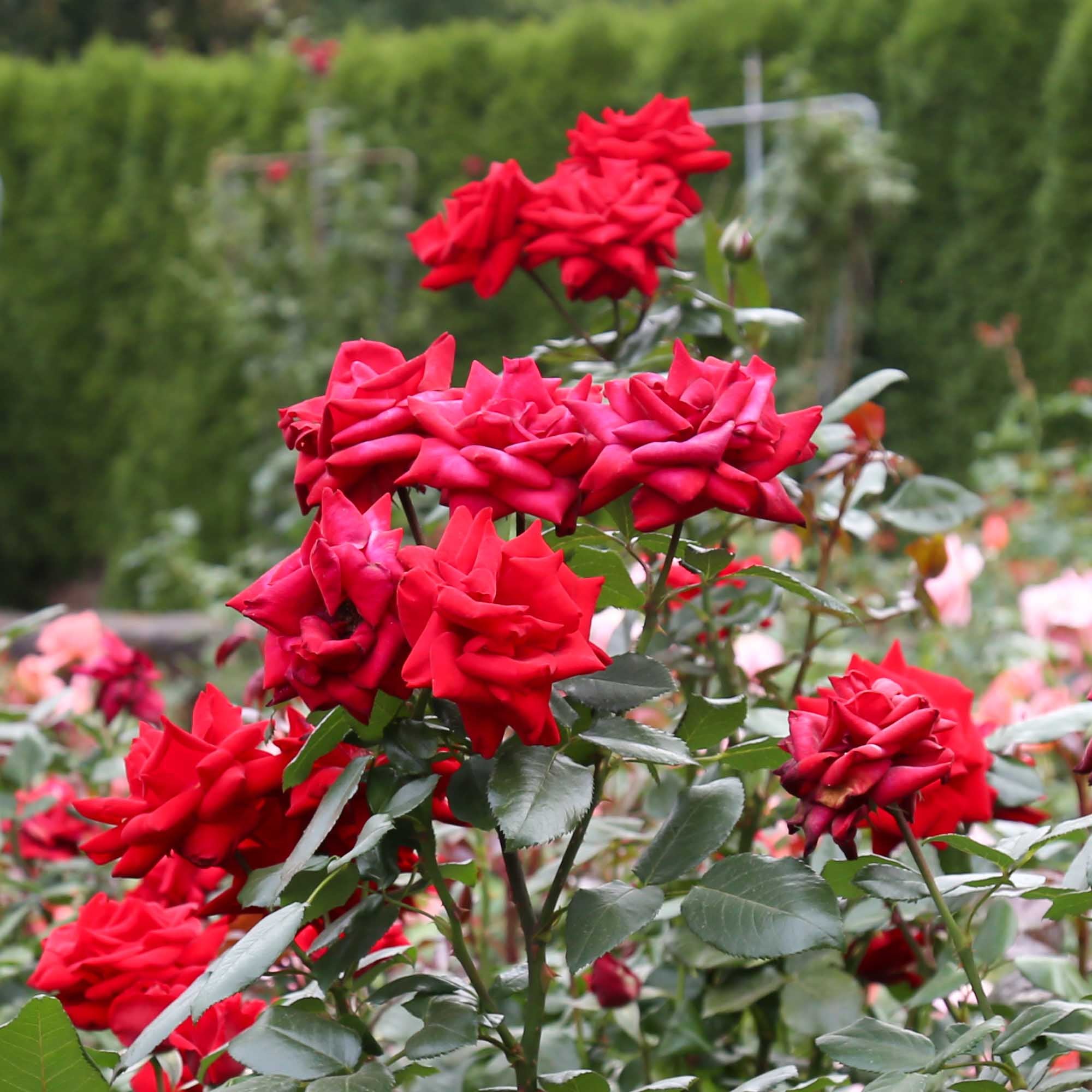 Crimson Bouquet™
