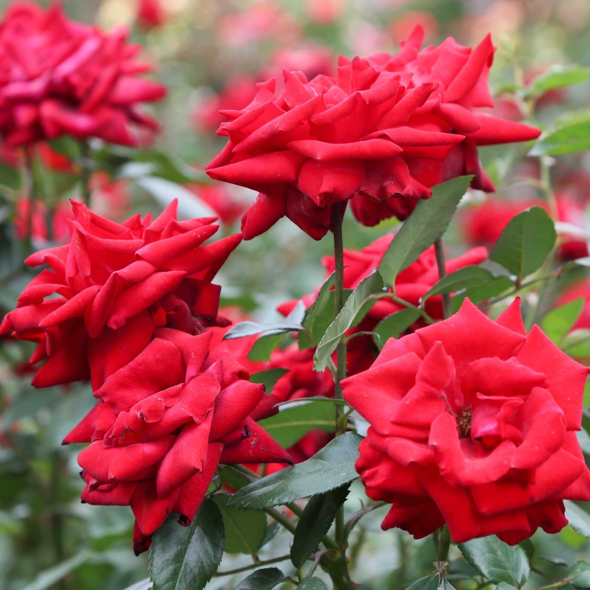 Crimson Bouquet™