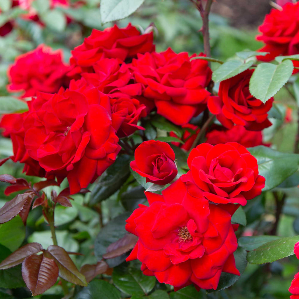 Crimson Bouquet™