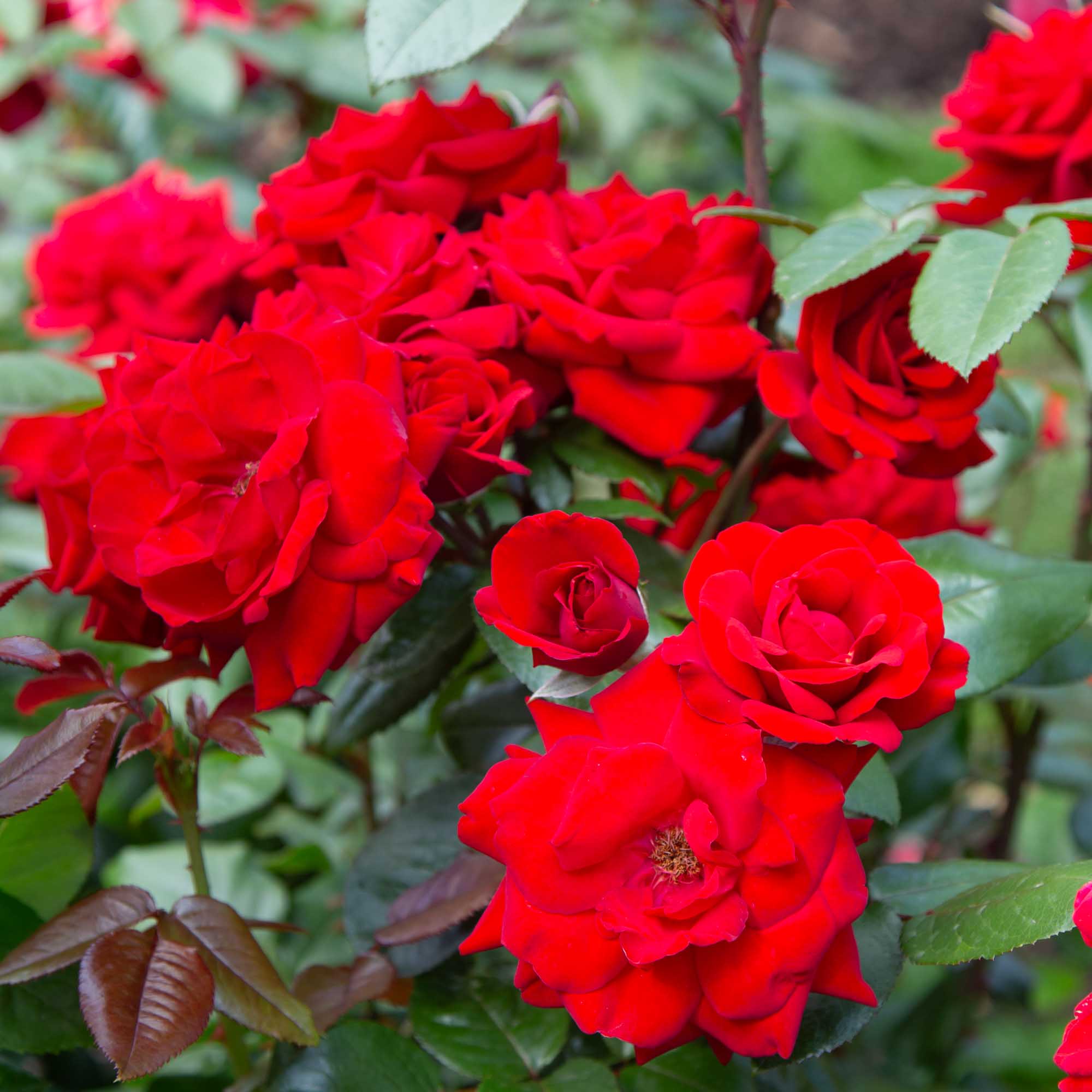 Crimson Bouquet™