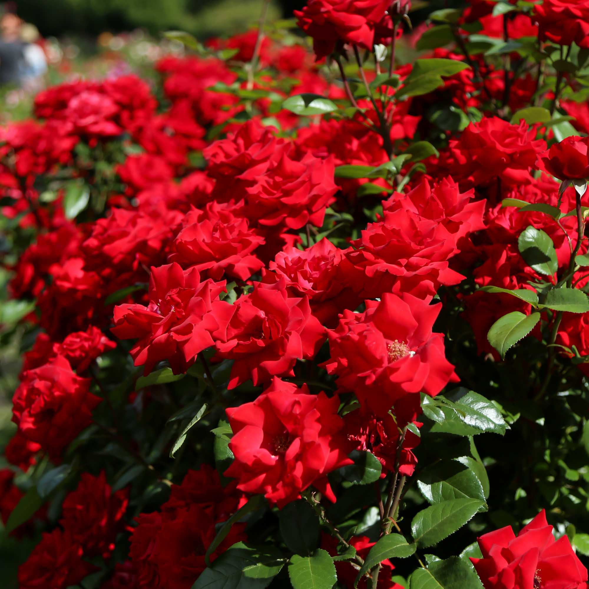 Crimson Bouquet™