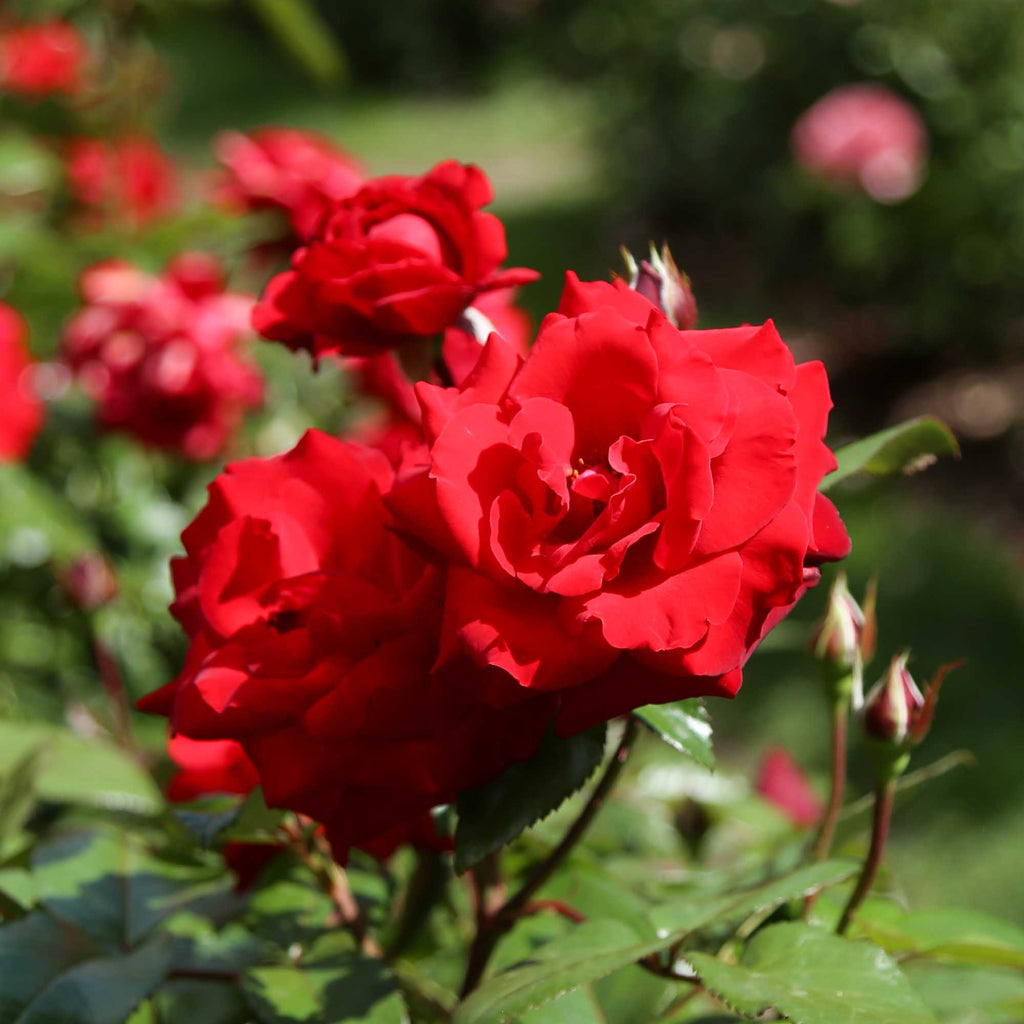 Crimson Bouquet™