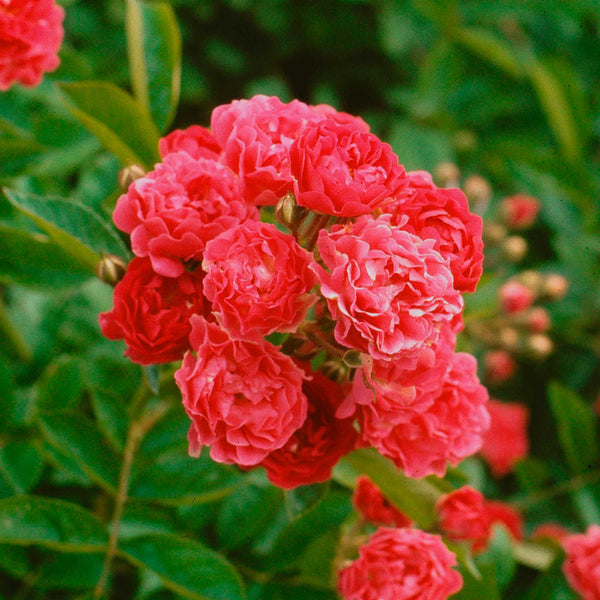 Crimson Rambler Rambling Rose | Red Rose Bush – Heirloom