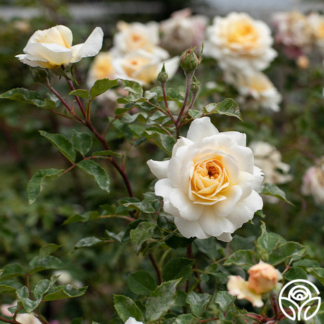 Crocus Rose Rose - David Austin - Very Fragrant – Heirloom Roses