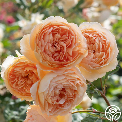 Crown Princess Margareta®